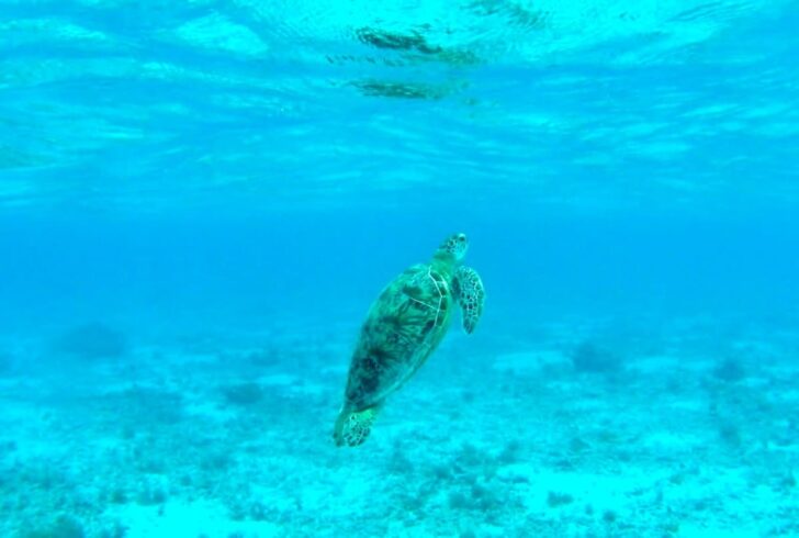 the Kerama Islands beautiful sea turtle