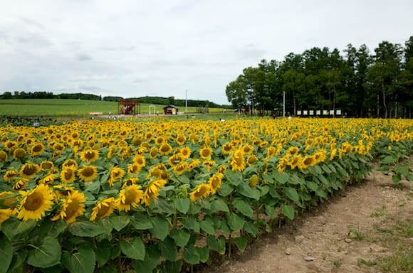 Sunflower Varieties at Hokuryucho