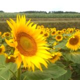 Hokuryu Town: A Stunning Celebration of Sunflowers in Hokkaido