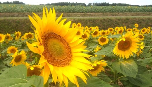 Hokuryu Town: A Stunning Celebration of Sunflowers in Hokkaido