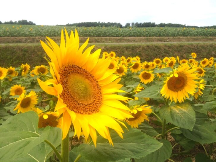 Vibrant Sunflower at Hokuryucho