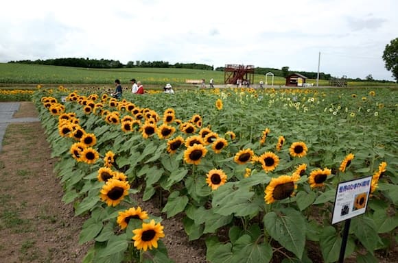 Dark-Hued Sunflowers at Hokuryucho