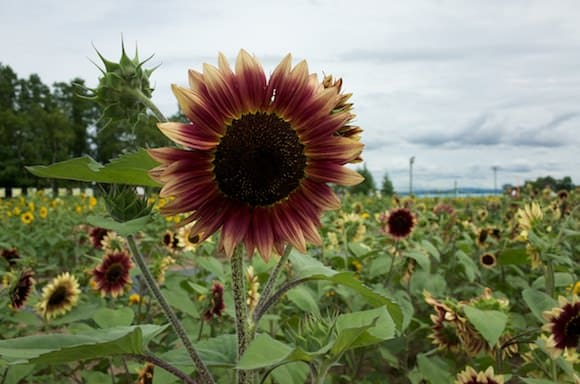 Unique Sunflower Colors at Hokuryucho