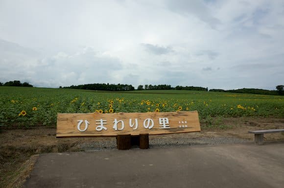 Main Sunflower Field Before Full Bloom