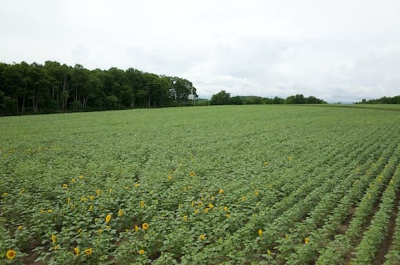 Hokuryucho Main Sunflower Field