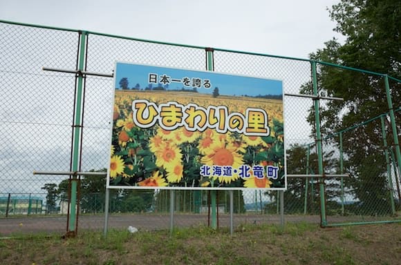 Japan's Largest Sunflower Field in Hokuryu Town