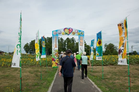 Sunflowers of the World Zone at Hokuryucho