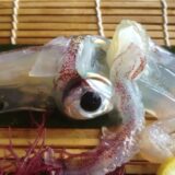 Experience Yobuko’s Famous Live Squid at Ika Honke in Saga, Japan