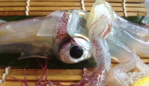 Experience Yobuko’s Famous Live Squid at Ika Honke in Saga, Japan