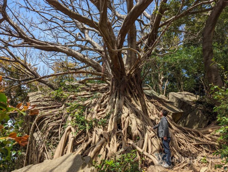 Branches and roots stretch with overwhelming energy