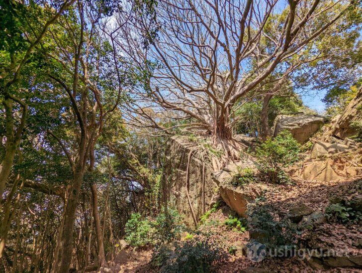 Roots wrapping around jagged rocks like in a ruined world