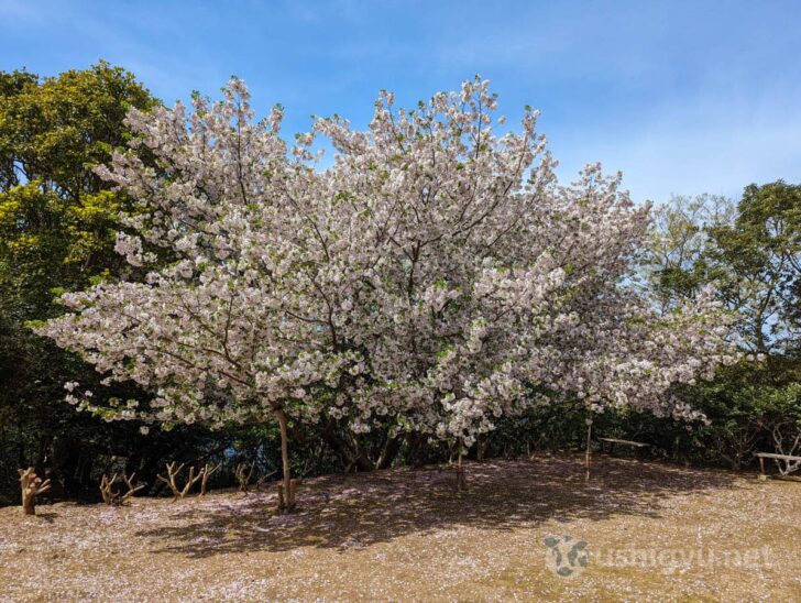 Not many cherry trees, but beautiful and worth it