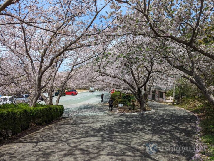 Cherry blossoms still in bloom in early April