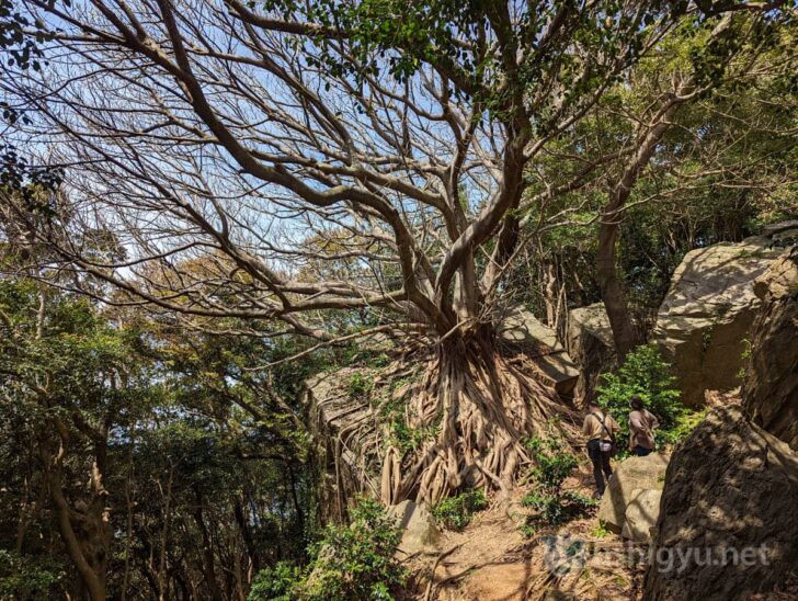 The Laputa Tree—wrapping around a massive rock