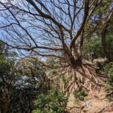 Visit “Laputa Tree” in Amakusa, Kumamoto