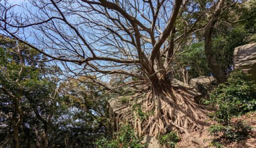 Visit “Laputa Tree” in Amakusa, Kumamoto: A Majestic Tree Straight Out of a Ghibli Film
