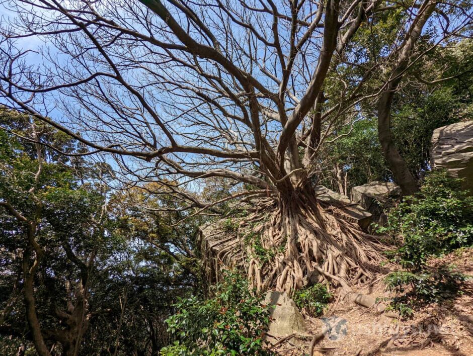 Visit “Laputa Tree” in Amakusa, Kumamoto
