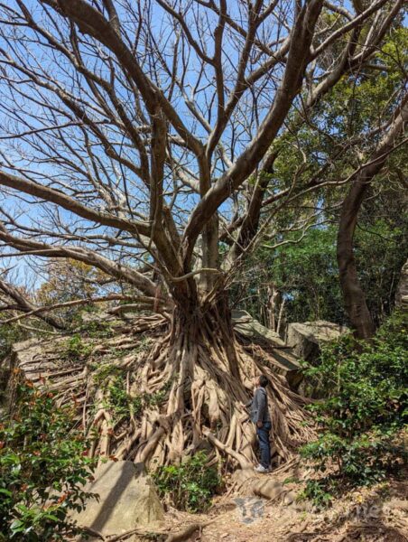 Standing beside the Laputa Tree