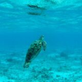 Zamami Island Travel Guide: Crystal-Clear Beaches and Local Charm Just an Hour from Naha