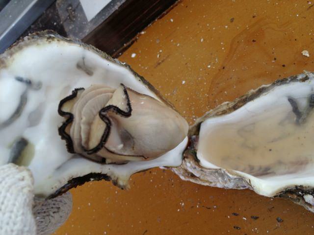 Itoshima oyster huts 14