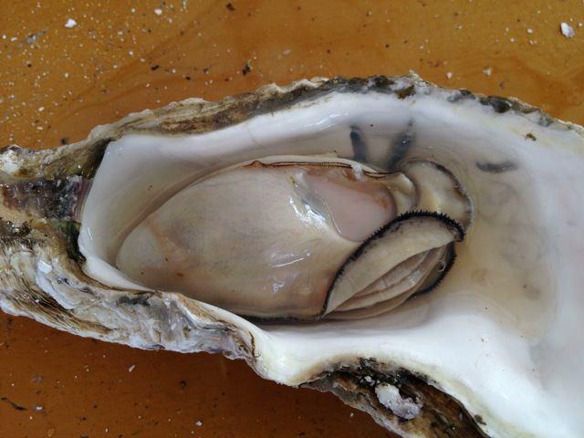 Itoshima oyster huts 15