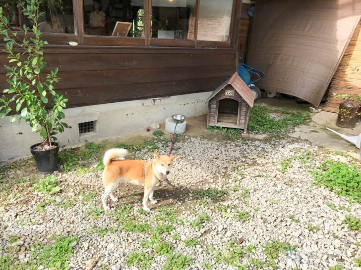 Cafe dog Gen welcomes guests