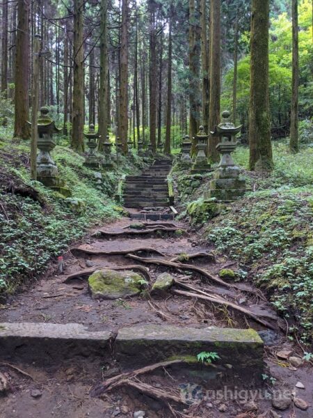 Along the way, there are places where tree roots are exposed on the path