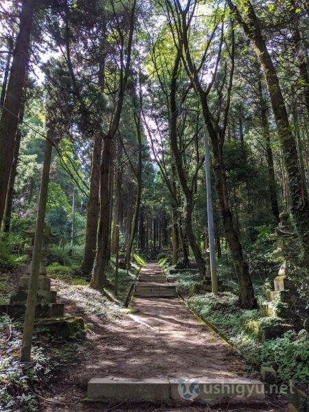All the surrounding trees are tall, with leaves growing only at the top