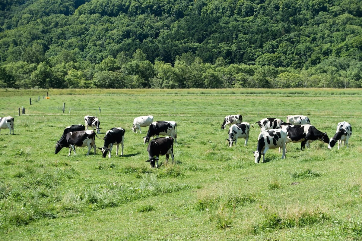 Cows encountered along the way in Hokkaido's dairy farming area