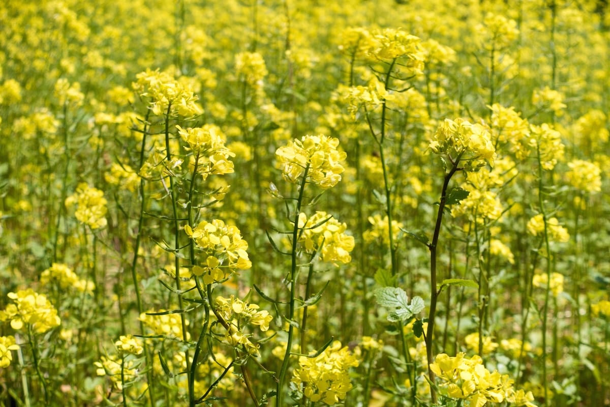 Expansive canola flower field creating a yellow carpet