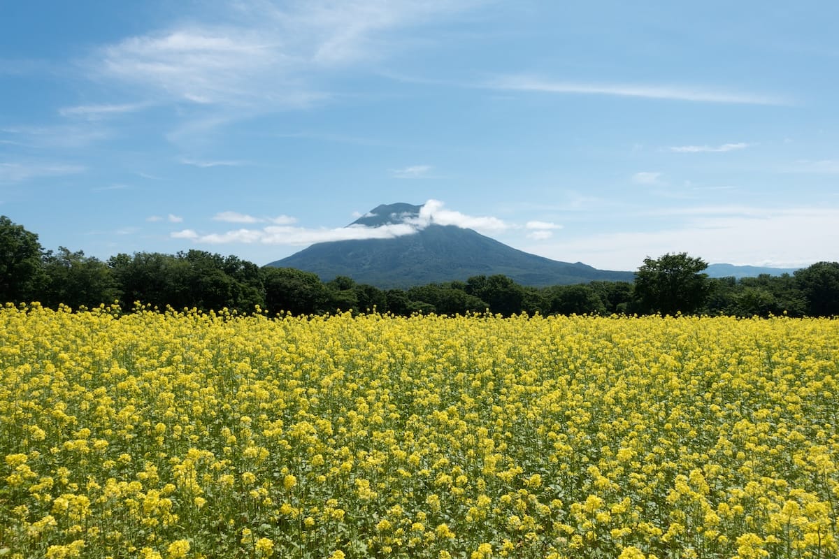 Mount Yotei rising above the yellow canola flower carpet - spectacular Hokkaido view