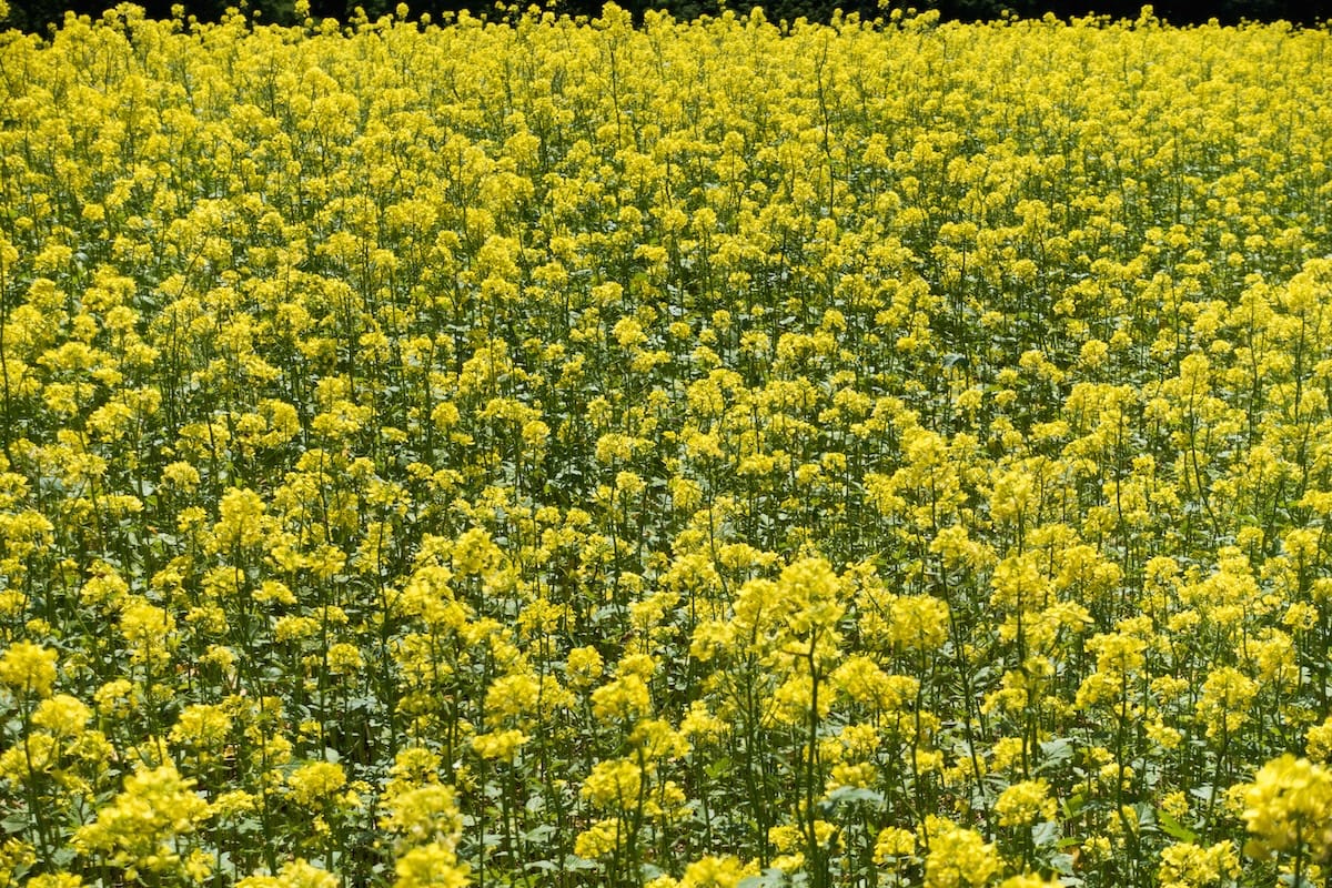 Field of bright yellow canola flowers in full bloom