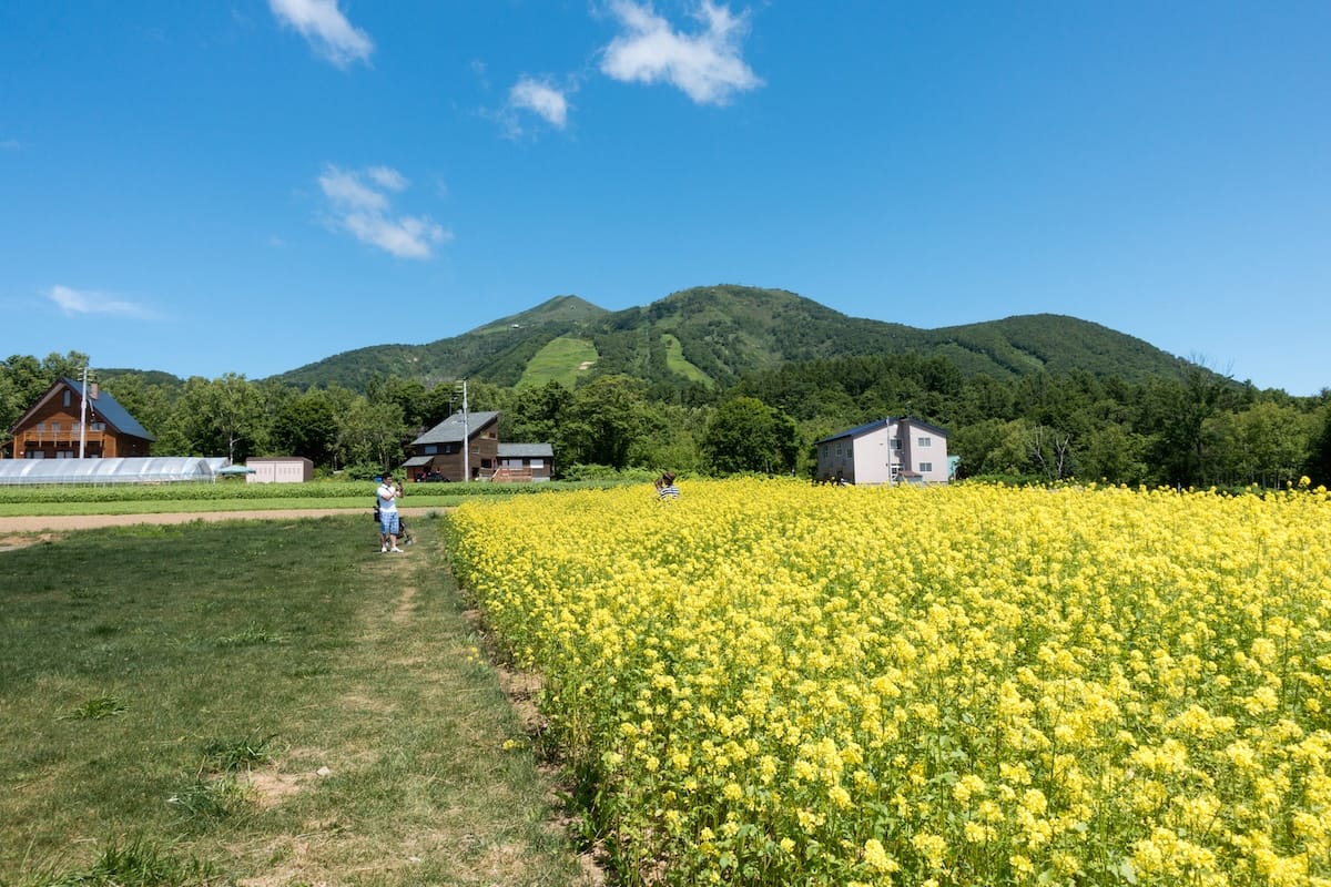 Perfect spot for commemorative photos with Mount Yotei
