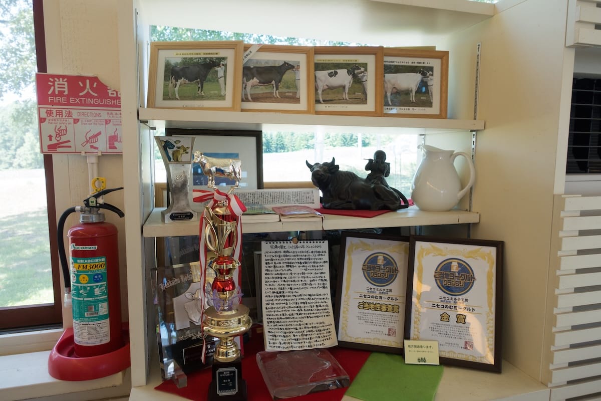 Display of trophies, certificates, and photos of prize-winning cows