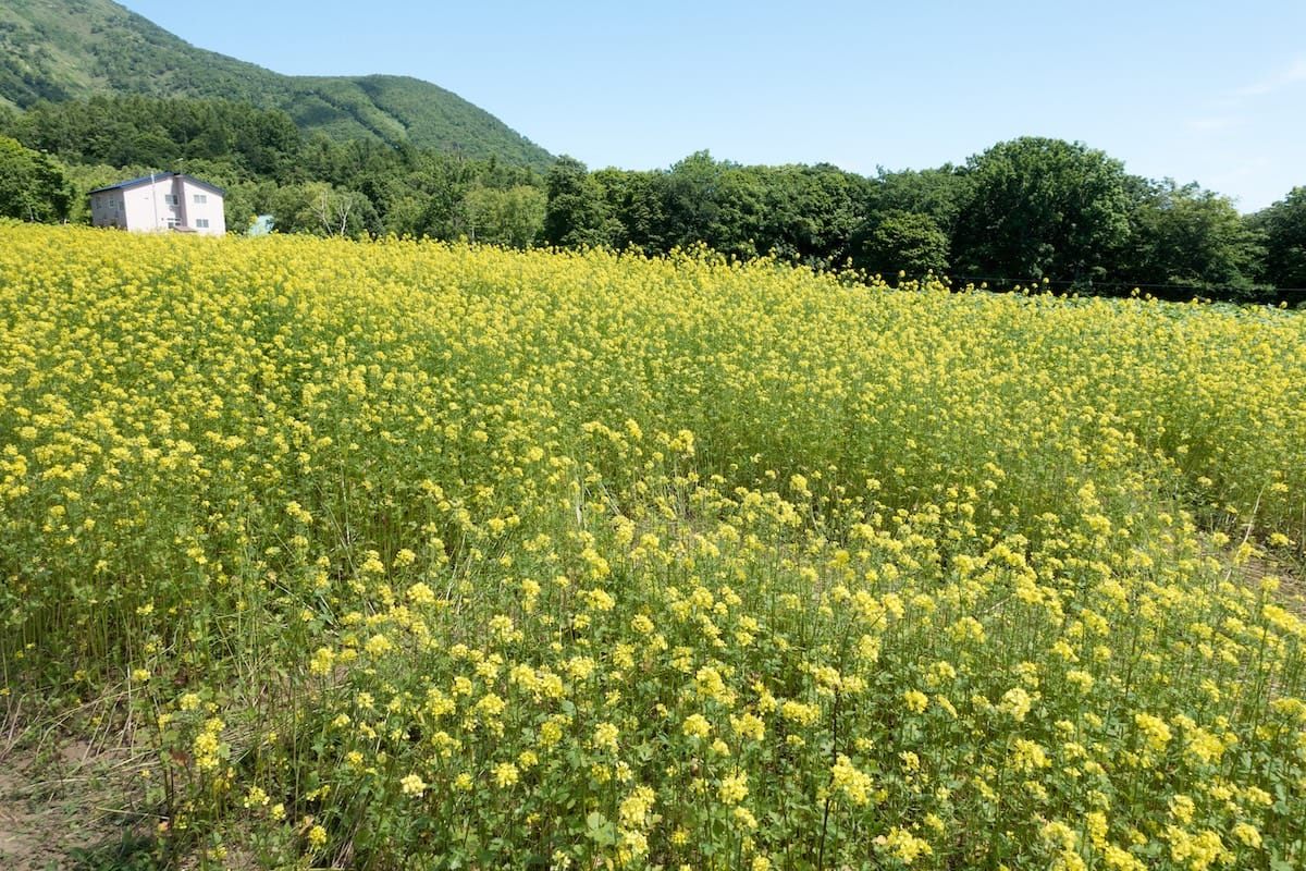 Canola flowers in full bloom with dazzling yellow across the field