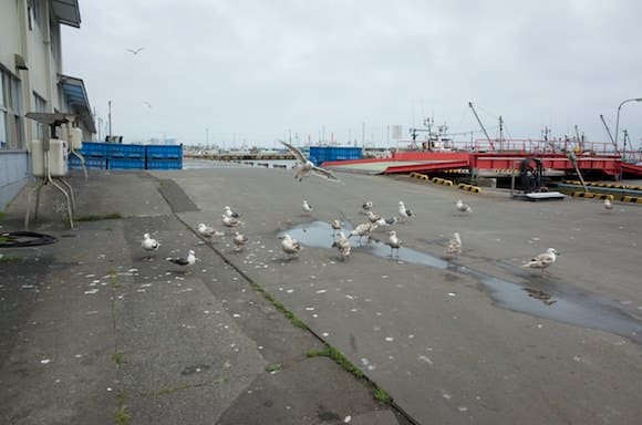 Seagulls near the restaurant entrance