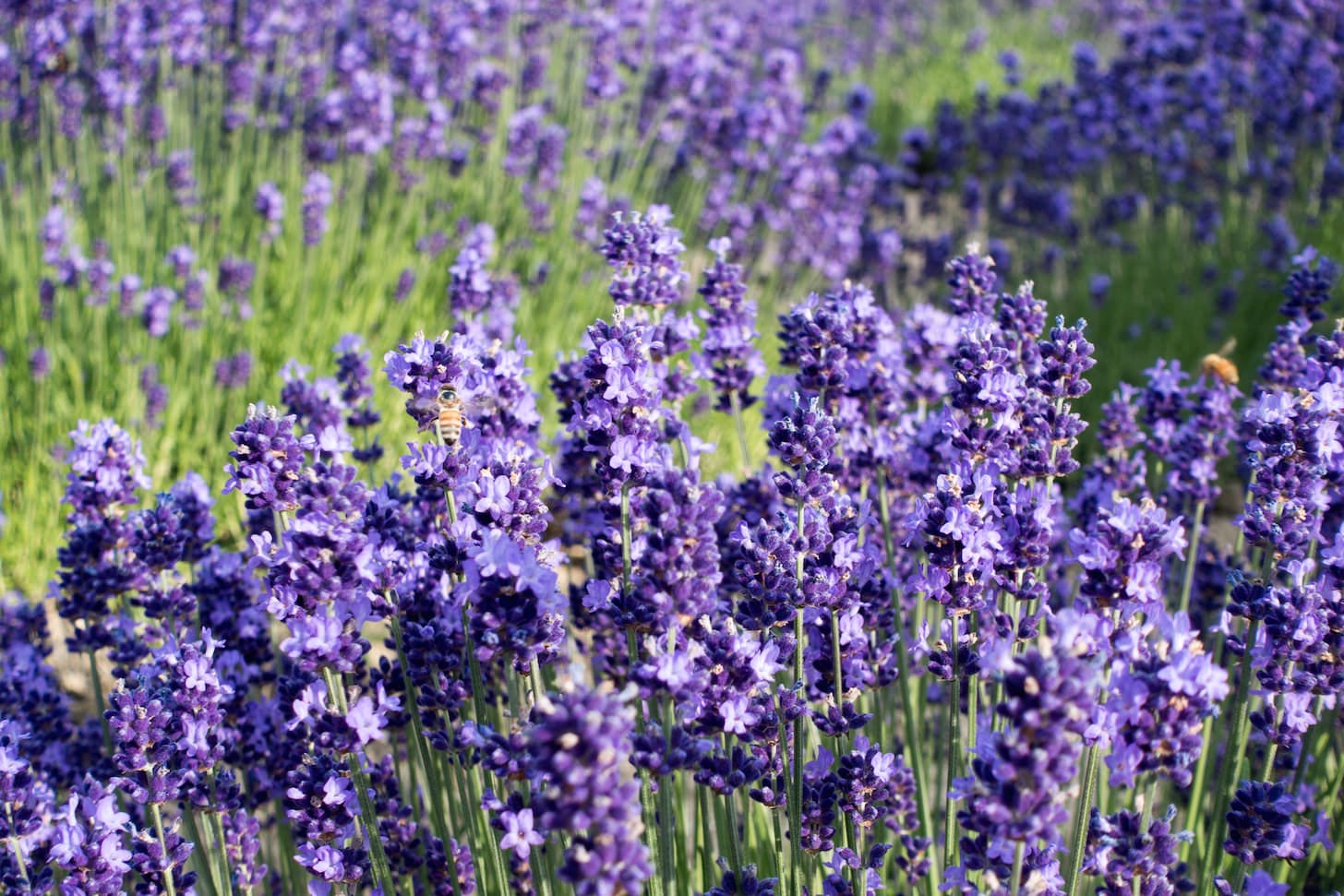 Bee perched on lavender