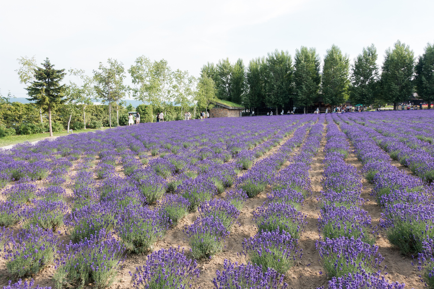 Lavender fully in bloom