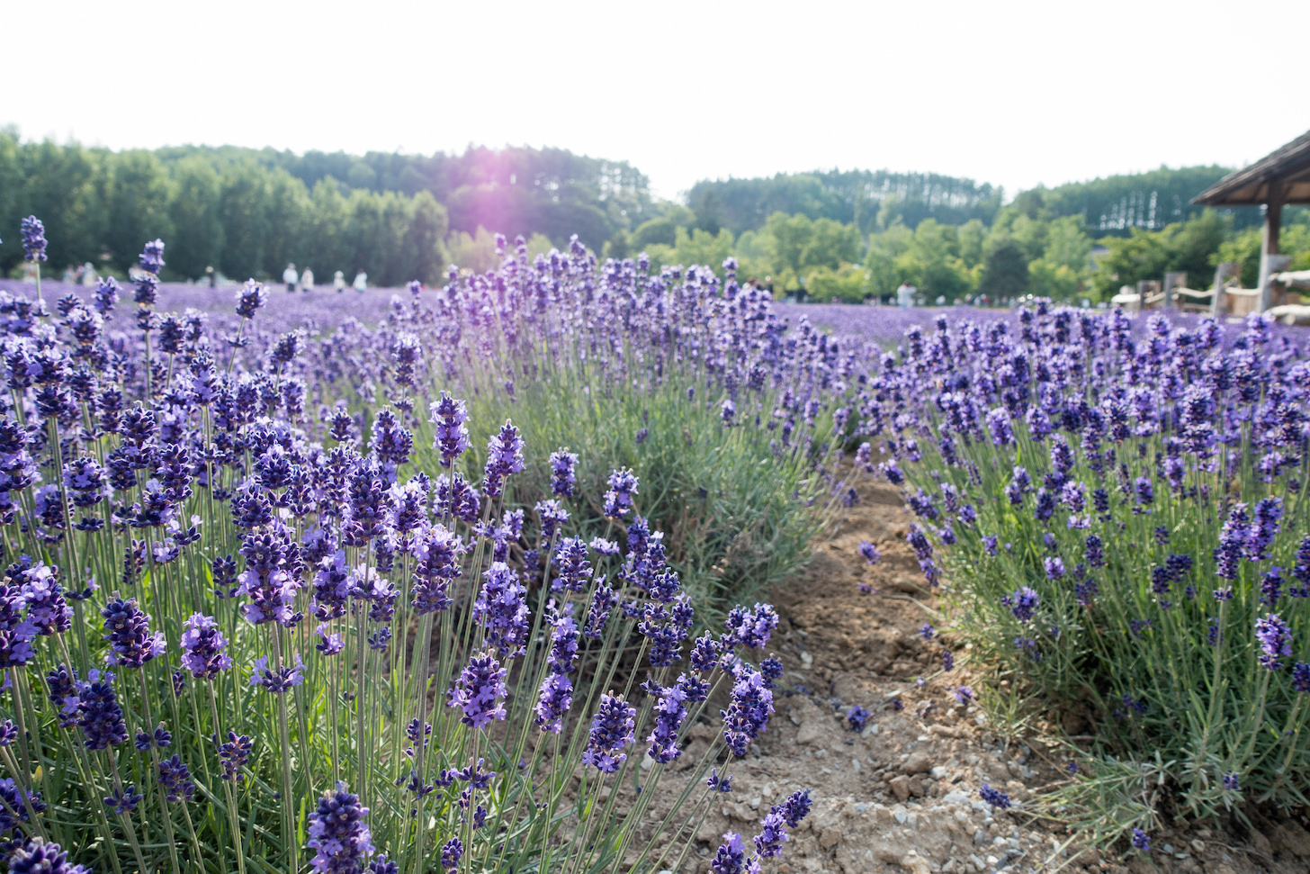 Close-up lavender shot