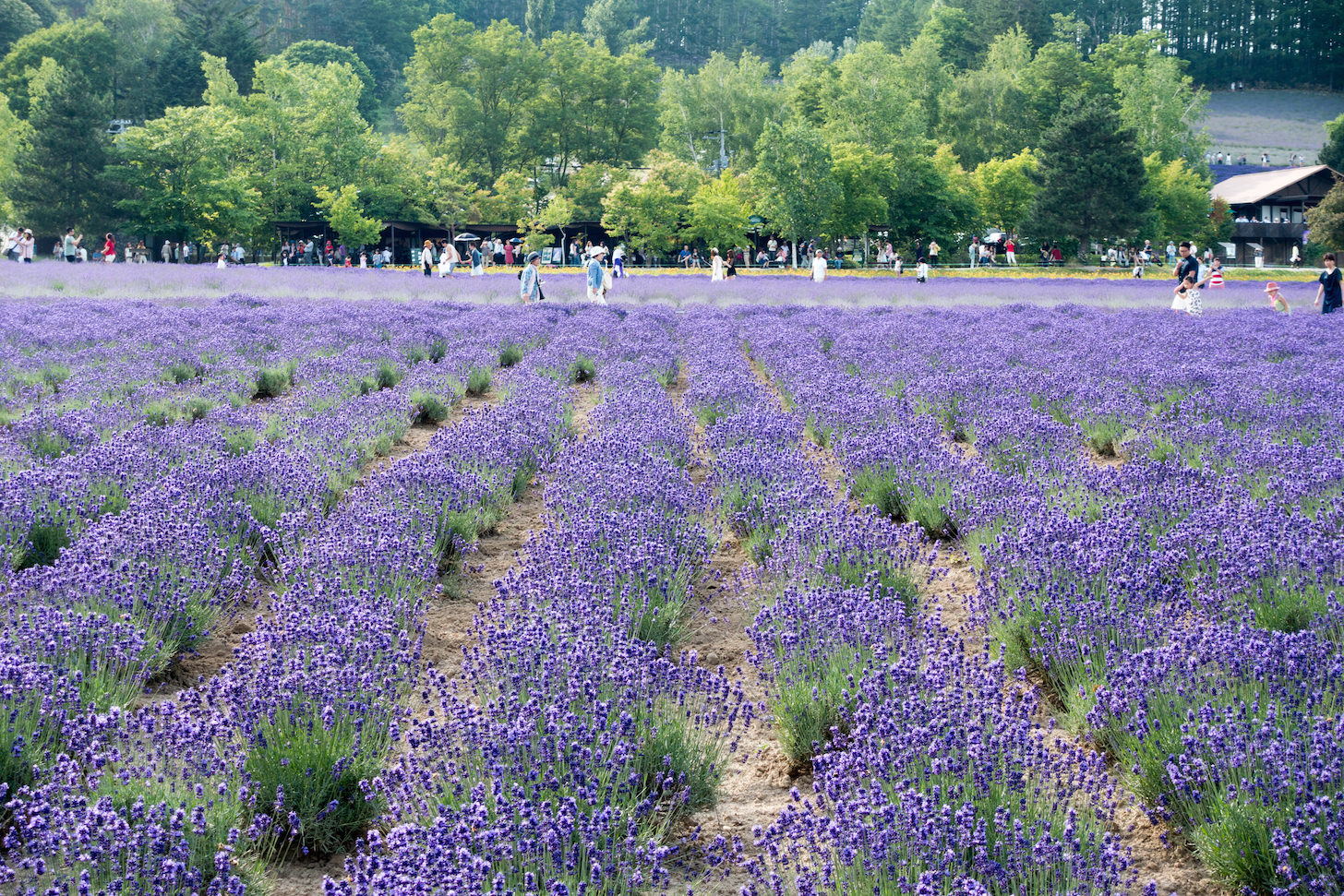 Visitors strolling through lavender fields