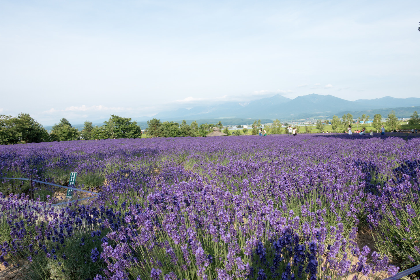 Farm staff riding lavender-colored scooter