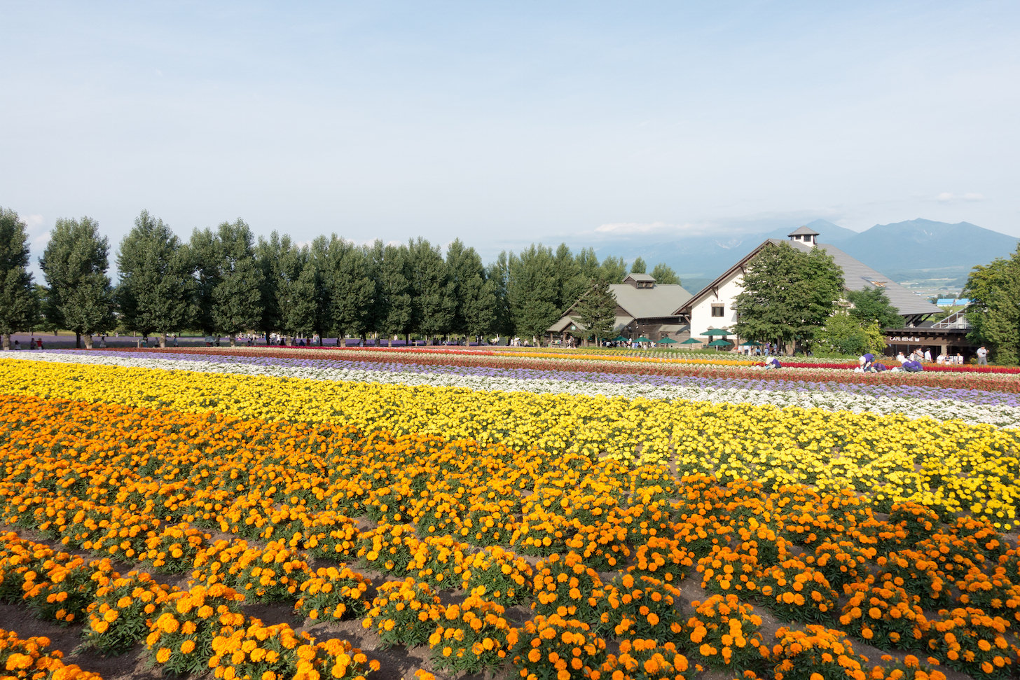 Marigold and flower patches