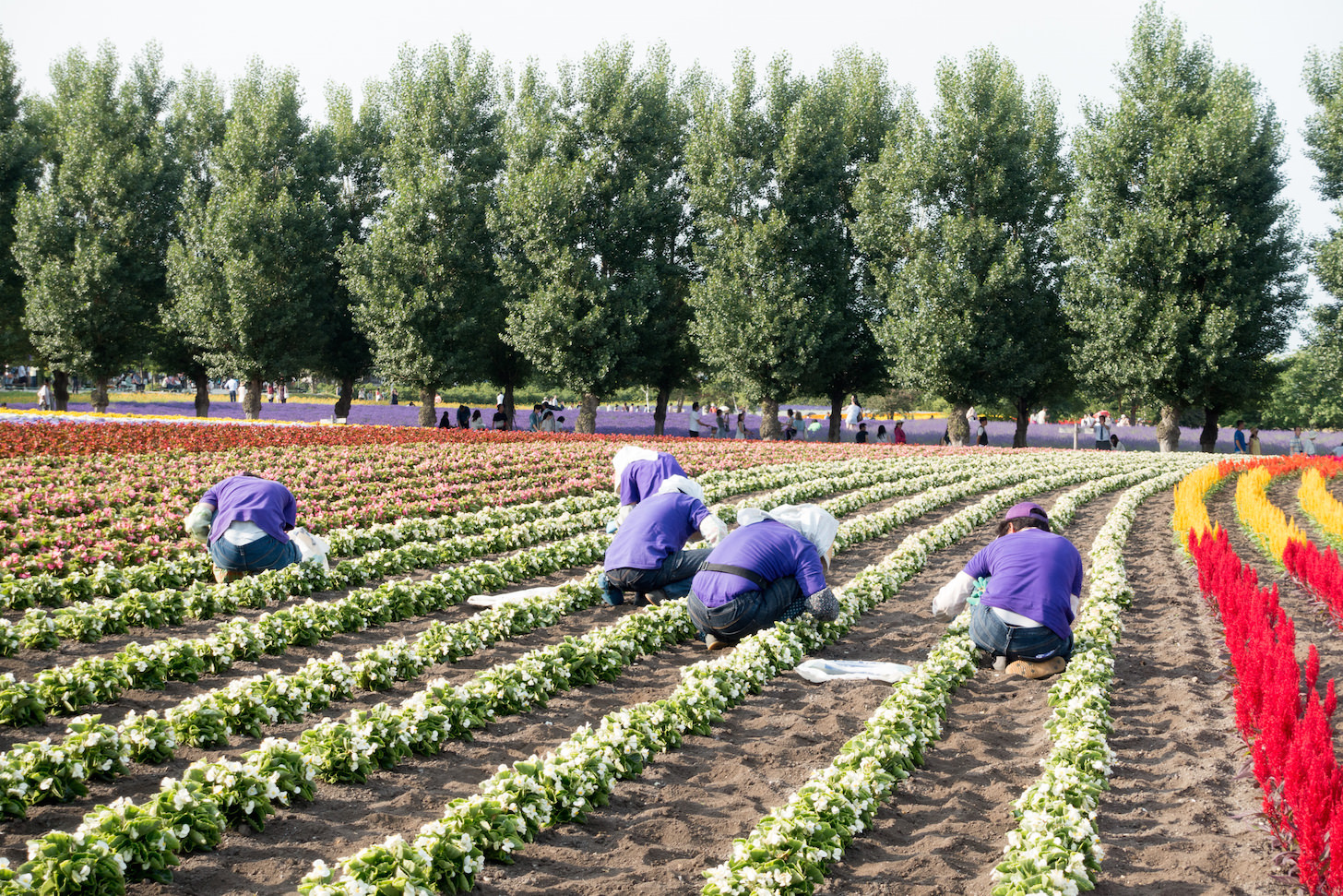 Staff maintaining lavender fields