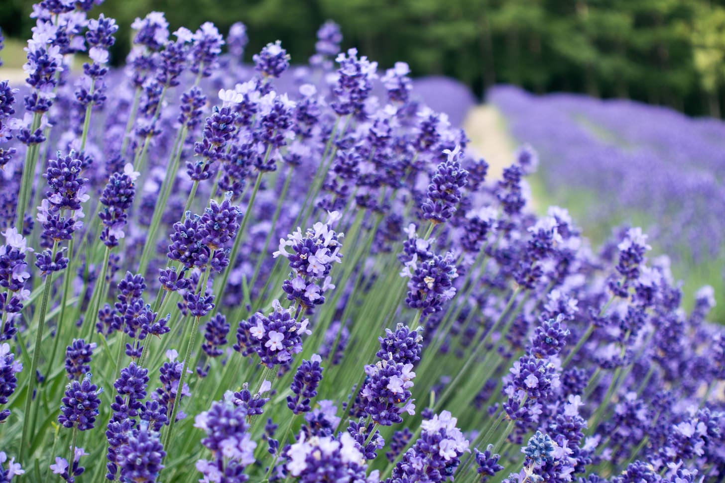 Farm Tomita and Beyond: Ultimate July Lavender Field Tour in Furano
