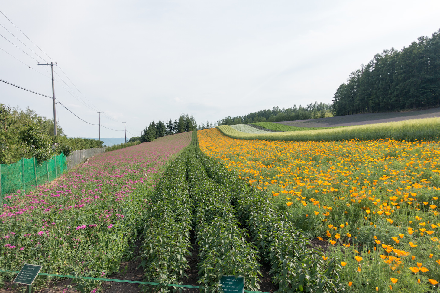 Colorful Fields section awaiting bloom