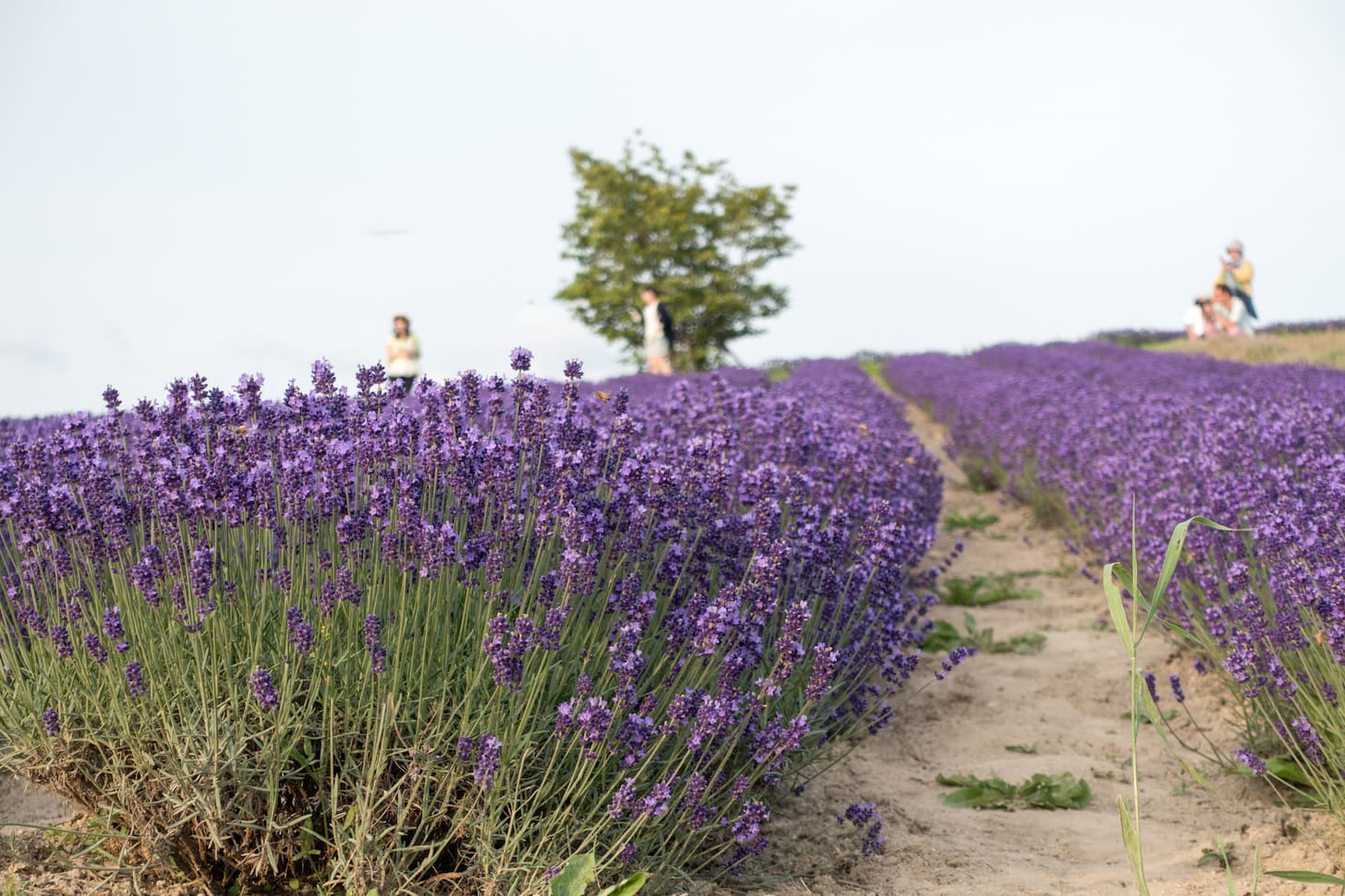 Peaceful lavender field