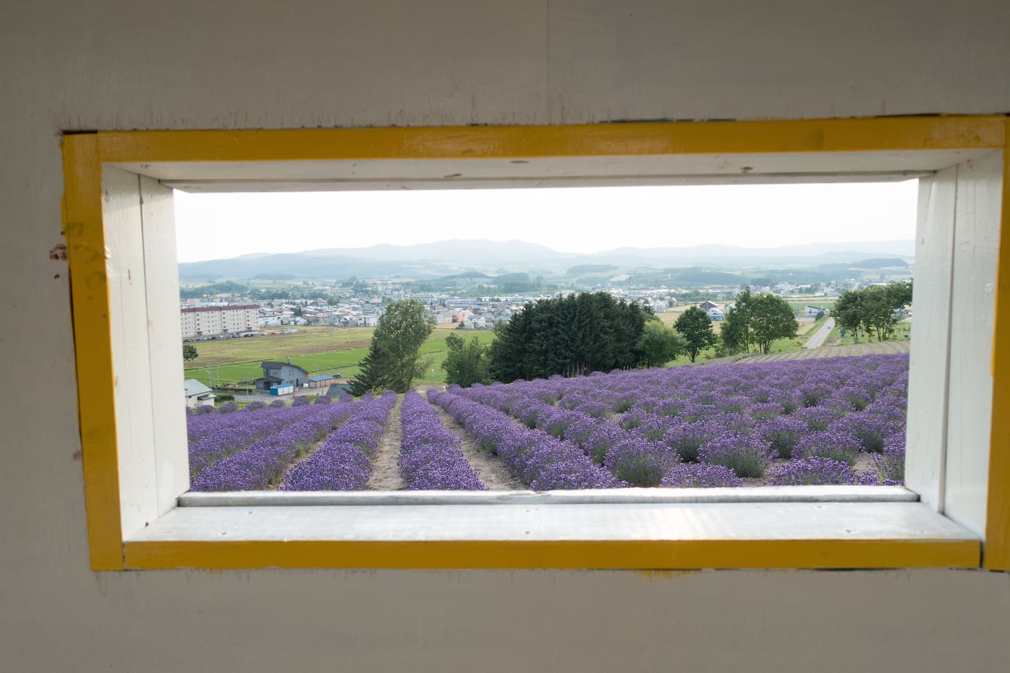 Lavender viewed from a hut