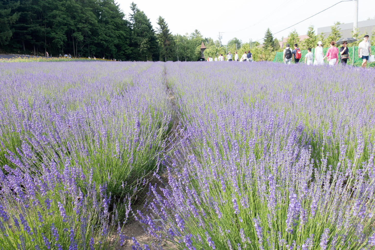 Early and late lavender fields