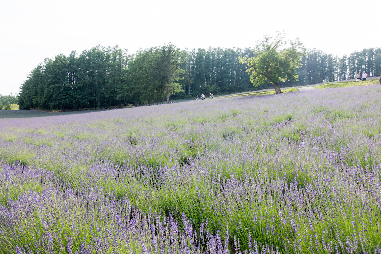 Vast lavender panorama