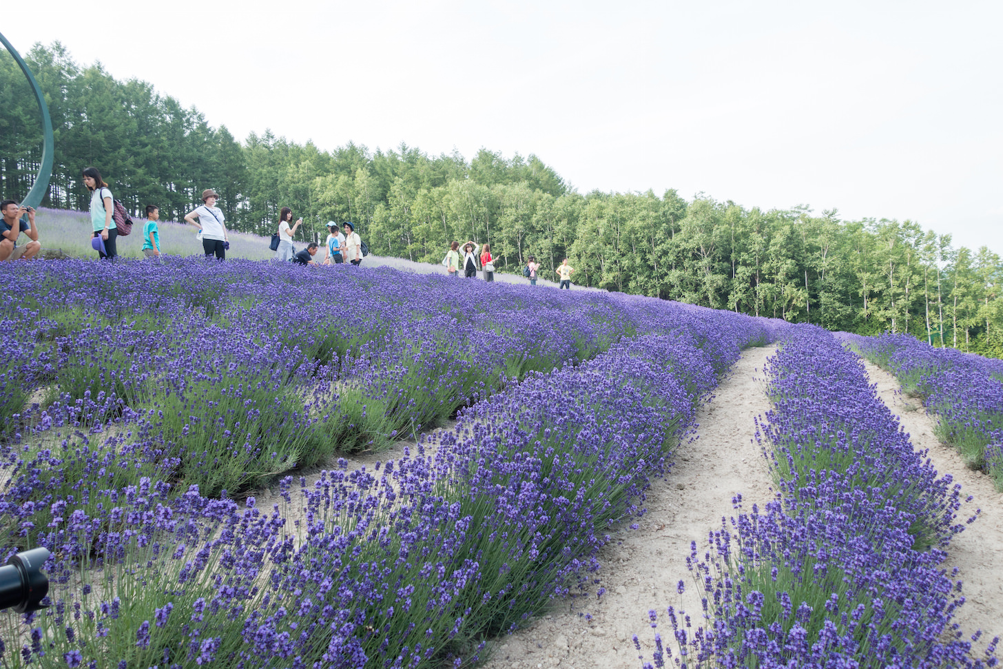 Deep purple early-bloom lavender